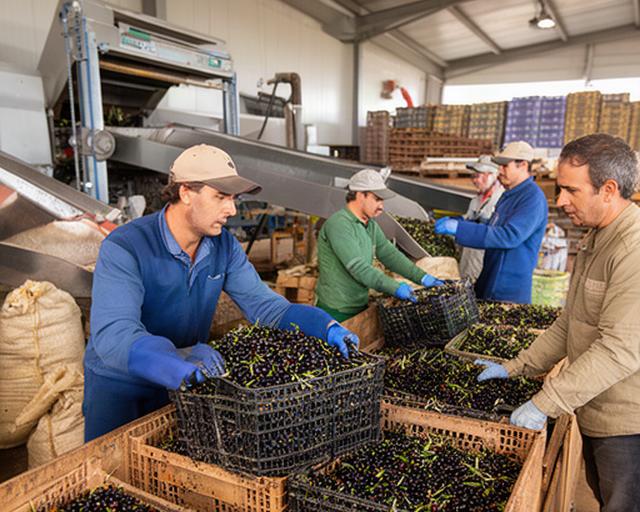Trabajadores descargando aceituna en una cooperativa agrícola de Lebrija durante la campaña