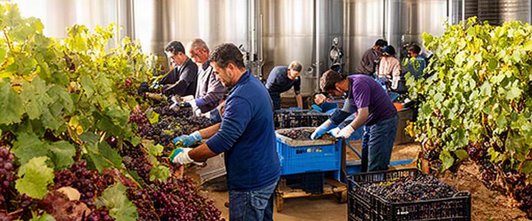 Equipo de vendimia trabajando junto a depósitos de acero en una bodega de Lebrija