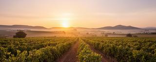 Viñedos de Lebrija al atardecer, entorno relacionado con la fundación de la agencia