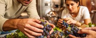 Profesionales revisando racimos de uva en una bodega de Andalucía