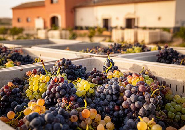 Racimos de uva recién recogidos en cajas junto a una bodega vitivinícola de Lebrija